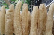 丝瓜烙，清爽夏日美食（以丝瓜为主角的健康料理，让你吃出清凉）