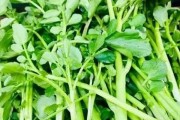 猪肺西洋菜汤的做法（一道营养丰富的家常菜）